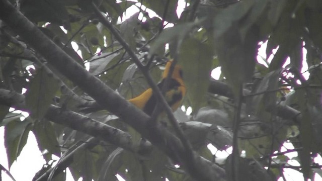 Oriole à queue jaune - ML201165981