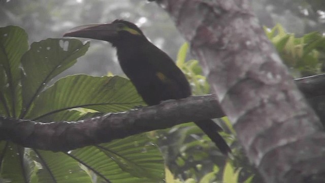 Yellow-eared Toucanet - ML201166001