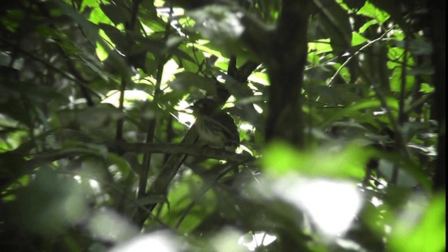 White-whiskered Puffbird - ML201166021