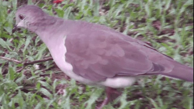 holub bledočelý [skupina verreauxi] - ML201166051