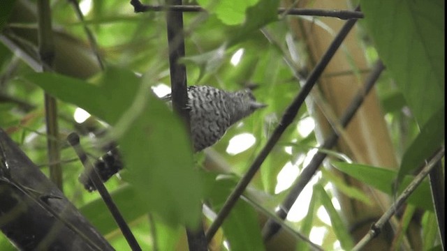 Barred Antshrike - ML201166111