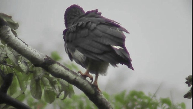 Barred Hawk - ML201166121