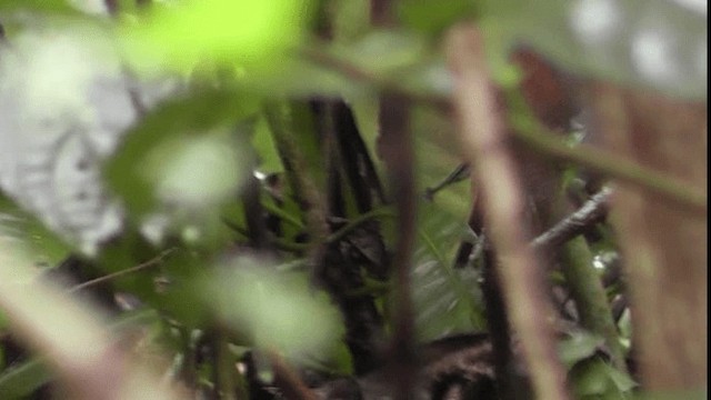 Troglodyte à calotte noire - ML201166151