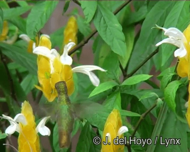 Gilded Hummingbird - ML201166231