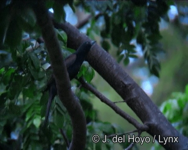 Variable Oriole (Chestnut-shouldered) - ML201166271