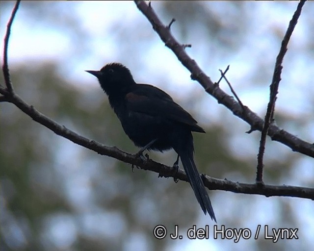 Turpial Variable (grupo pyrrhopterus) - ML201166281