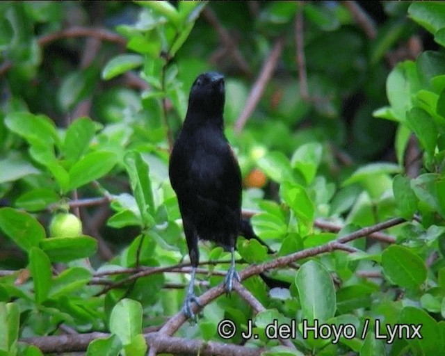 Variable Oriole (Chestnut-shouldered) - ML201166301