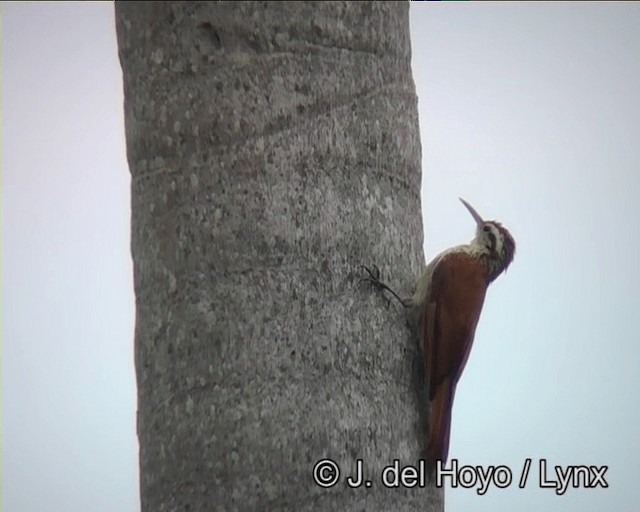 Narrow-billed Woodcreeper - ML201166341