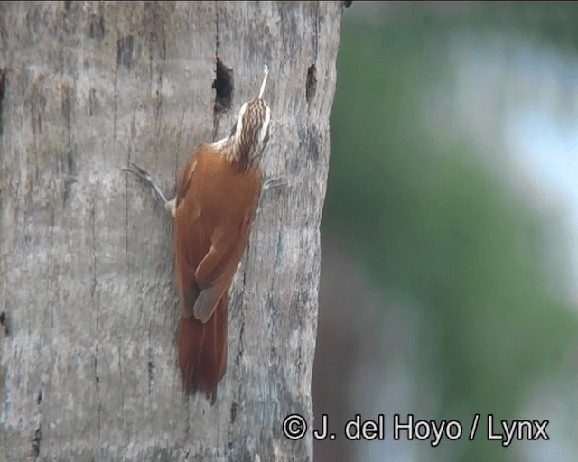 Narrow-billed Woodcreeper - ML201166351