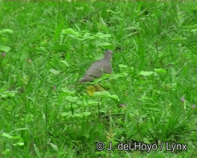 White-tipped Dove (brasiliensis Group) - ML201166371