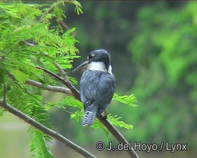 クビワヤマセミ（torquata／stictipennis） - ML201166401