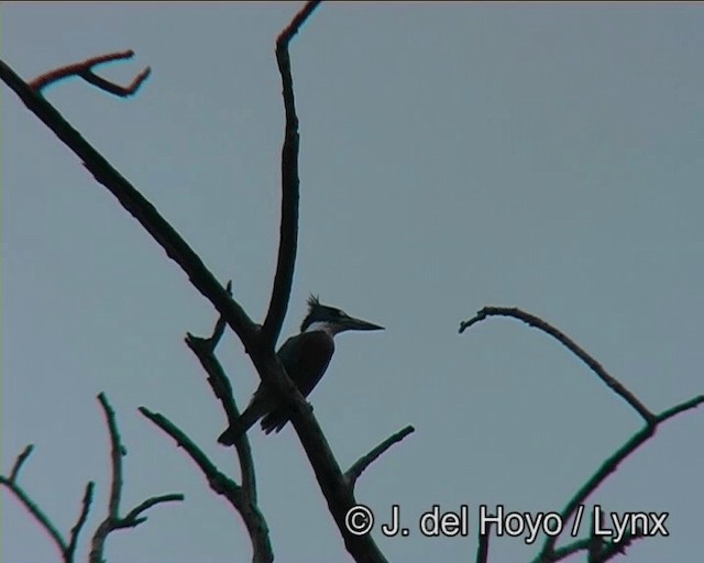 クビワヤマセミ（torquata／stictipennis） - ML201166411