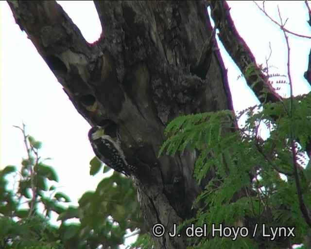 White-fronted Woodpecker - ML201166421