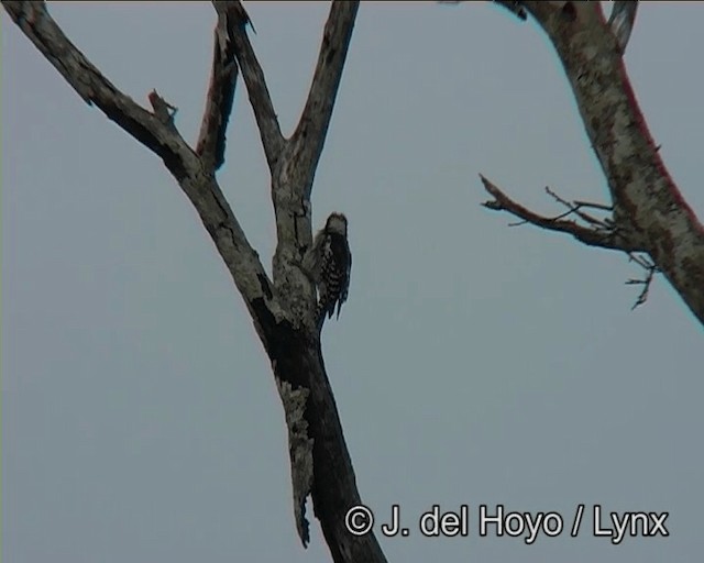 White-fronted Woodpecker - ML201166431