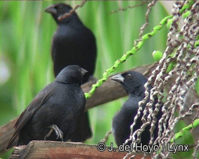 Screaming Cowbird - ML201166501