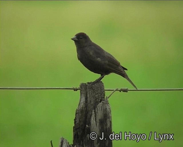 Screaming Cowbird - ML201166511