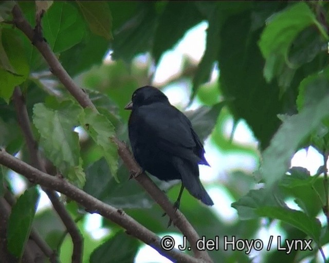 Screaming Cowbird - ML201166521