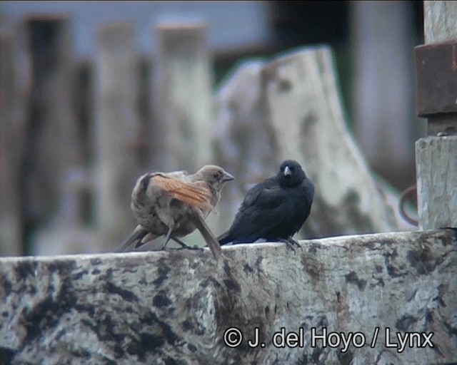 Screaming Cowbird - ML201166531