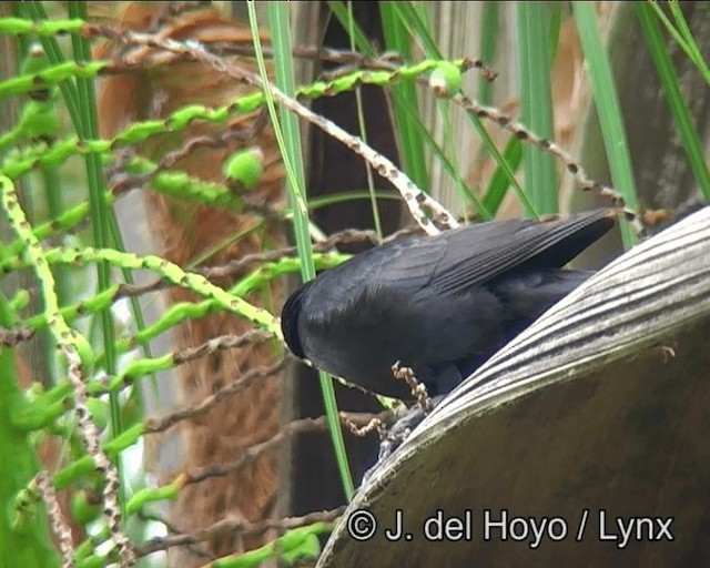 Screaming Cowbird - ML201166541