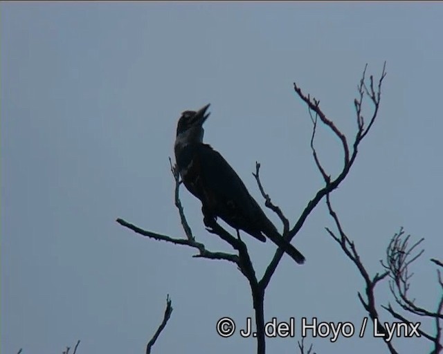 クビワヤマセミ（torquata／stictipennis） - ML201166551