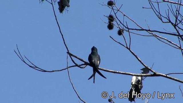 カンムリアマツバメ - ML201166581