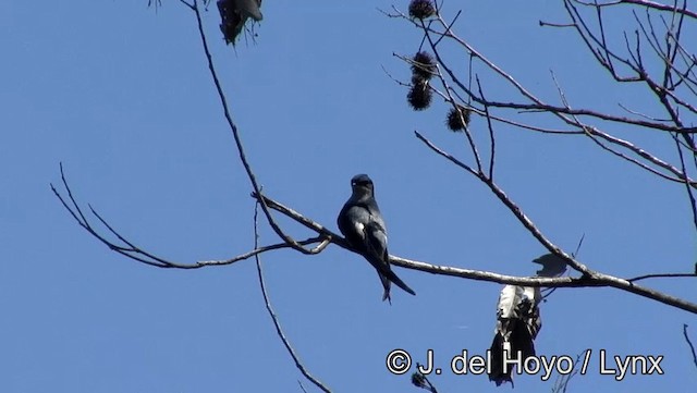 Vencejo Arborícola Culigrís - ML201166591