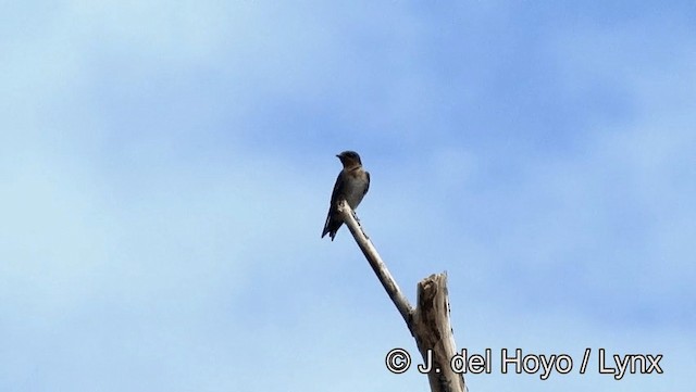 Pacific Swallow (Pacific) - ML201166601