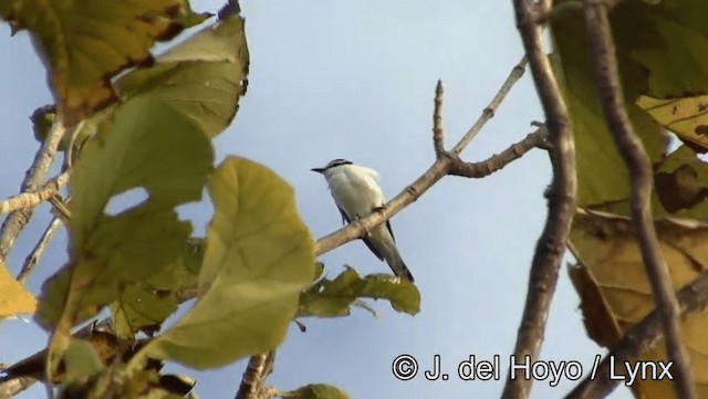 White-rumped Triller - ML201166611