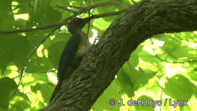 Ashy Woodpecker - ML201166621