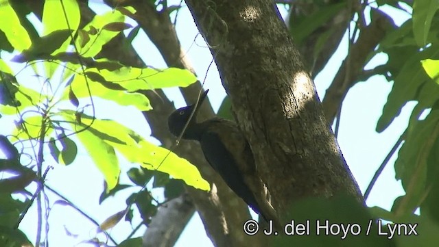 Ashy Woodpecker - ML201166641