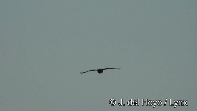 Marsh Owl - ML201166731