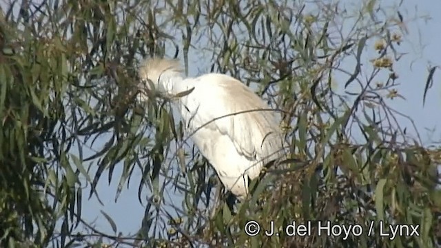Western Cattle Egret - ML201166741