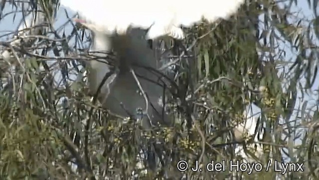 Western Cattle-Egret - ML201166751