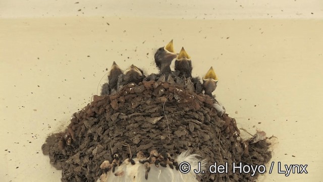 Barn Swallow (White-bellied) - ML201166781