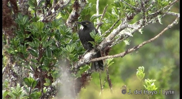 Short-bearded Honeyeater - ML201166851