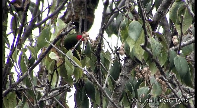 Plum-faced Lorikeet - ML201166901