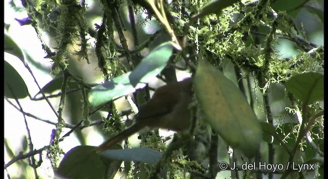 Dimorphic Fantail - ML201166991