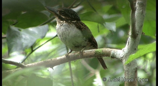 Hook-billed Kingfisher - ML201167021