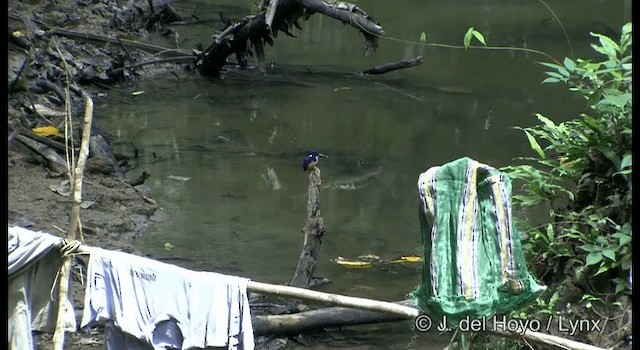 Azure Kingfisher - ML201167051