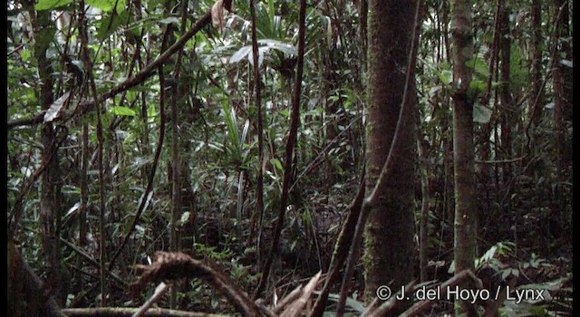 Northern Cassowary - ML201167061