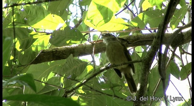 Gray-cheeked Bulbul - ML201167111