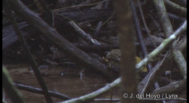 Ochraceous Bulbul - ML201167121