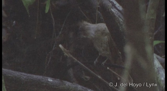 Ochraceous Bulbul - ML201167131