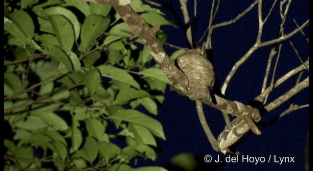 Blyth's Frogmouth (Indochinese) - ML201167181