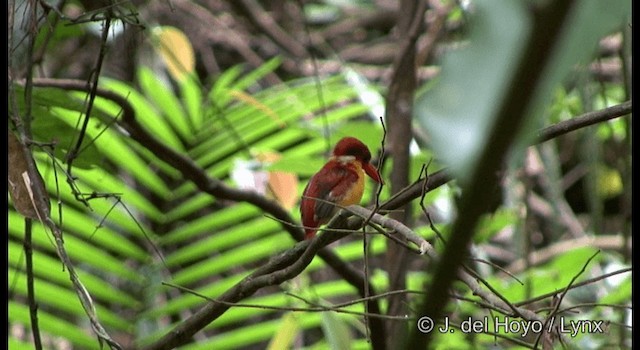 Black-backed Dwarf-Kingfisher - ML201167241