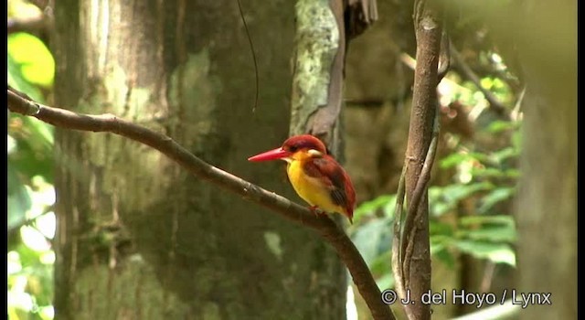 Black-backed Dwarf-Kingfisher - ML201167251