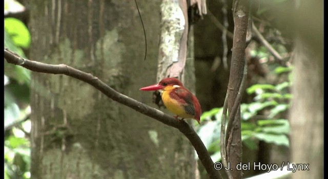 Black-backed Dwarf-Kingfisher - ML201167261