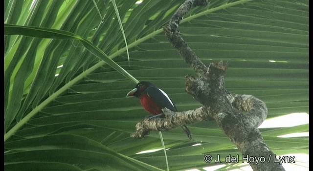 Black-and-red Broadbill (Black-and-red) - ML201167291