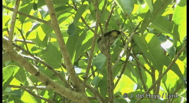 Yellow-vented Flowerpecker - ML201167311