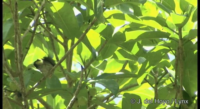 Yellow-vented Flowerpecker - ML201167321